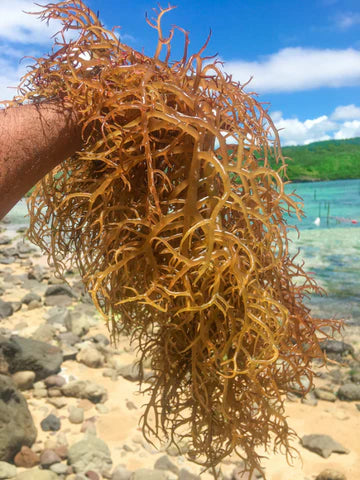 Sea Moss - Your Skincare's New BFF